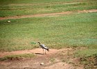 Jufferkraanvogel (demoiselle crane) (Grus virgo) op weg naar Khogno Khan 10-08-2016